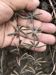 Pellaea ternifolia
