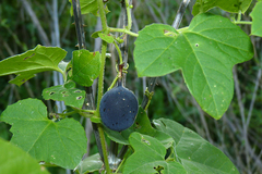 Passiflora morifolia