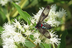 Phoeniostacta haematabasis