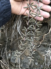Pellaea ternifolia