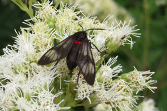 Phoeniostacta haematabasis