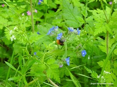 Chaerophyllum nodosum