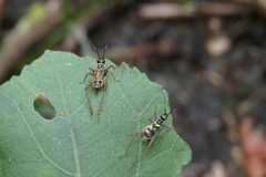 Phylloscyrtus amoenus