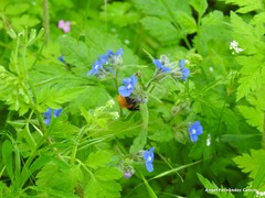 Chaerophyllum nodosum