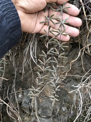 Pellaea ternifolia