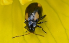 Phyllotreta ochripes