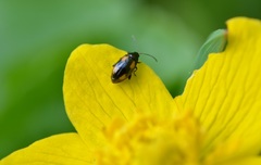 Phyllotreta ochripes
