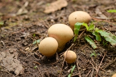 Calvatia