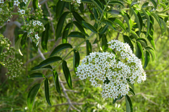 Sambucus australis