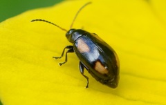 Phyllotreta ochripes