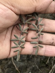 Pellaea ternifolia
