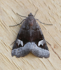 Drasteria perplexa