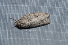 Semioscopis