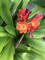 Clivia