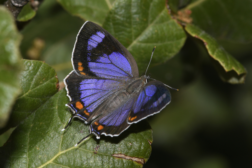 Colorado Hairstreak