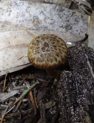 Psathyrella maculata