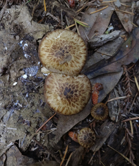 Psathyrella maculata