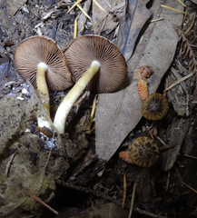 Psathyrella maculata