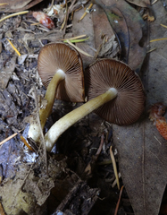 Psathyrella maculata
