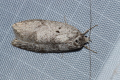 Semioscopis inornata