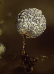 Physarum pusillum