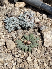 Eriogonum kennedyi