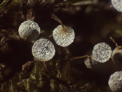 Physarum pusillum