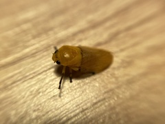 Monecphora cingulata