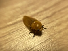 Monecphora cingulata