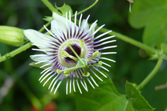 Passiflora morifolia