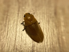 Monecphora cingulata