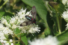 Phoeniostacta haematabasis