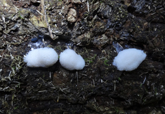 Symphytocarpus flaccidus