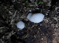 Symphytocarpus flaccidus