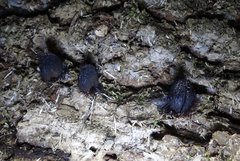 Symphytocarpus flaccidus