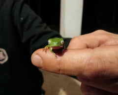 Phyllomedusa burmeisteri