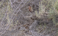 Lepus californicus bennettii