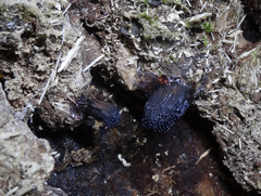 Symphytocarpus flaccidus