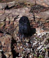 Symphytocarpus flaccidus