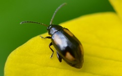 Phyllotreta ochripes