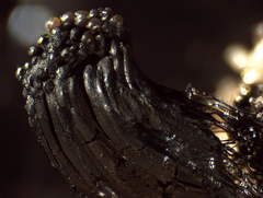 Symphytocarpus flaccidus