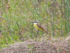 Pitangus sulphuratus