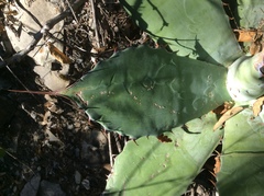Agave nuusaviorum