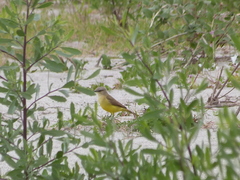 Machetornis rixosa