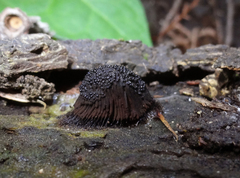 Symphytocarpus flaccidus