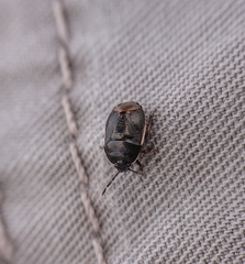 Canthophorus maculipes