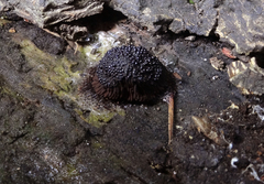 Symphytocarpus flaccidus