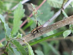 Pholidoptera