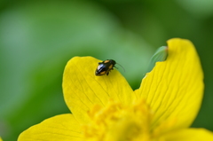 Phyllotreta ochripes