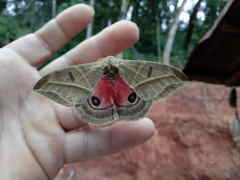 Austrolippa convergens
